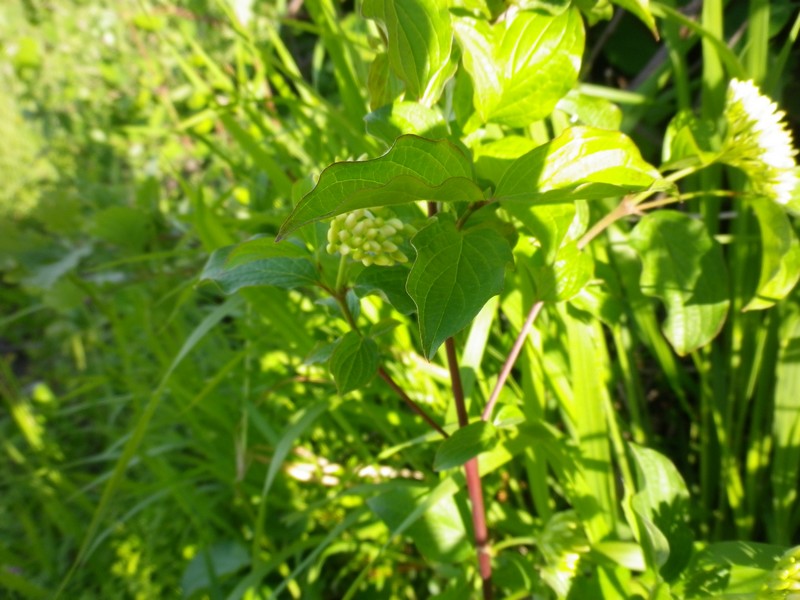 Arbusto fiori bianchi: Cornus sanguinea L.